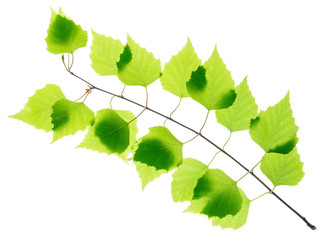 Wall Mural - Birch twig with green leaves