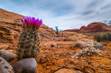 Blooming Cactus On A Rugged Rocky Slope Against Blue Sky