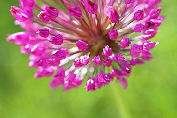 Wall Mural - Alium purple sensation