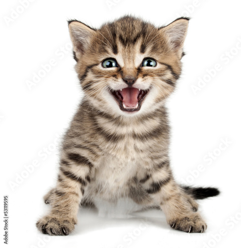 Fototapeta na wymiar beautiful cute little kitten meowing and smiling