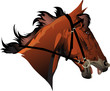 racehorse head