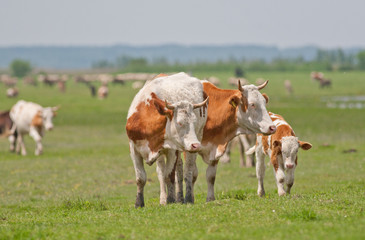 Canvas Print - cows on grass field