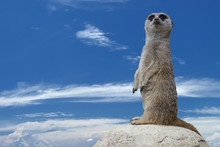 Isolated Meerkat Looking At You
