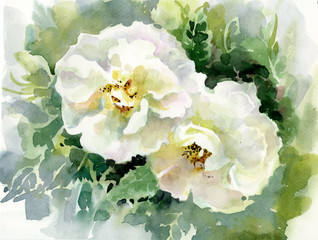 Wall Mural - Watercolor Flower Collection: Roses