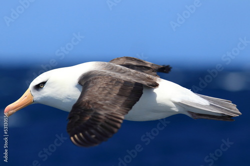 Valokuva Albatross (Thalassarche melanophris impavida)