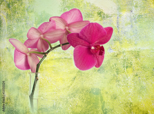 Fototapeta na wymiar pink orchid branch against green corroded background