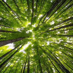 Wall Mural - big beech trees in spring time