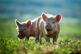 Fototapeta Boho - Happy piglets eat grass