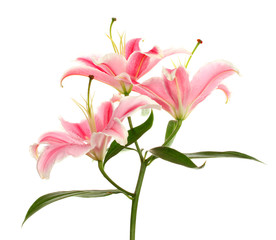 Poster - beautiful pink lily, isolated on white