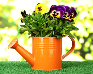 Wall Mural - Beautiful pansies flowers on grass on bright background