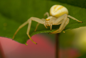 Poster - Misumena vatia