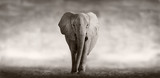 Fototapeta Sypialnia - Elephant
