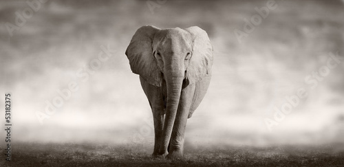 Fototapeta na wymiar Elephant