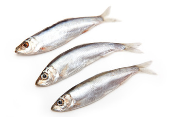 Wall Mural - Sprats a small oily fish isolated on a white background