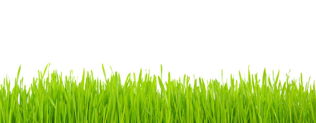 grass on white