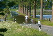Mann mit Fahrrad/ Fahrradfahrer steht auf überschwemmter/ überfluteter Straße bei Hochwasser, Allertal bei Kirchwahlingen, Niedersachsen, Deutschland, Europa
