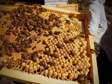 Handling Bees In Frame