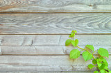 Fototapeta Tulipany - Climbing hydrangea on a rustic wooden wall
