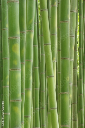 Naklejka - mata magnetyczna na lodówkę Bambus w naturze