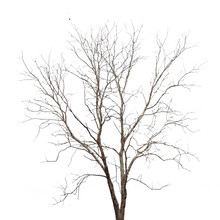 Dead Tree Isolated On White Background
