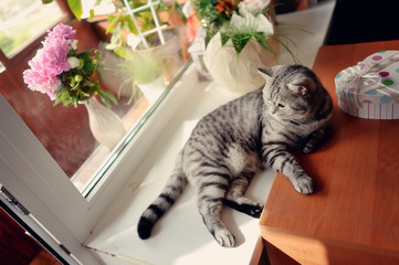 on the windowsill in the sun among the flowers is gray striped c