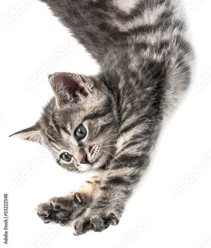 Fototapeta na wymiar Mały słodki kotek na białym tle