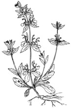 Plant Mint (Lamiaceae)