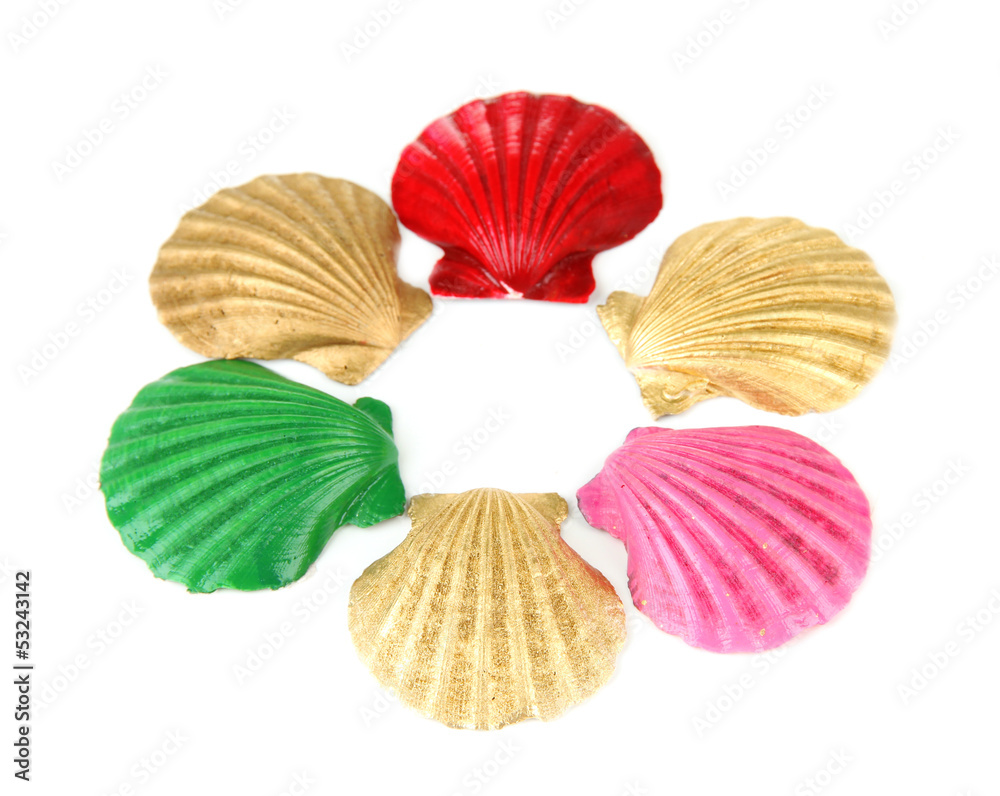 Colorful seashells, isolated on white