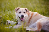 Fototapeta Łazienka - The beige large not purebred dog lies on a grass.