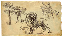 Lion, Giraffes And Baobabs