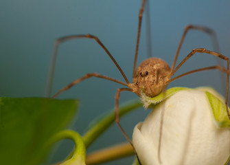 Poster - Opiliones