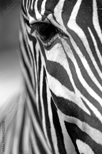 Naklejka dekoracyjna Monochromatic zebra skin texture