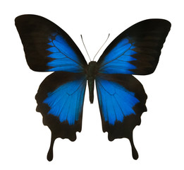 Sticker - isolated blue butterfly close-up