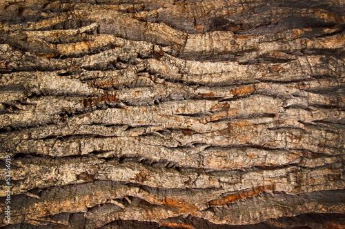 Naklejka nad blat kuchenny bark of an old oak