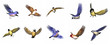 Set of finch birds - 3D render