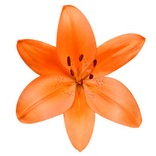 Open Orange Lily Flower Isolated On White Background
