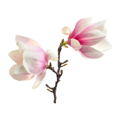 Fotomurales - decoration of magnolia
