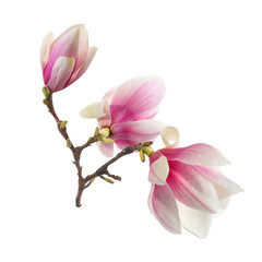 Fotomurales - magnolia flowers