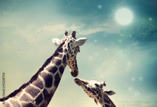 Fototapety żyrafy  zyrafy-w-obrazie-koncepcji-przyjazni-lub-milosci