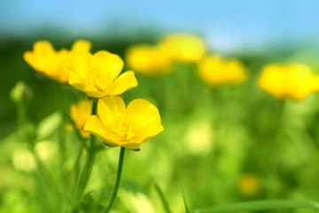 Wall Mural - Beautiful spring buttercups