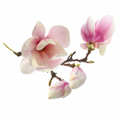 Fotomurales - magnolia tree