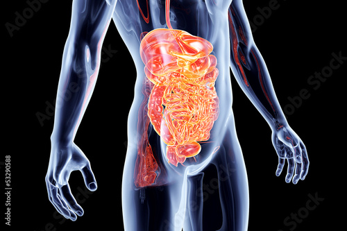 Valokuva  Internal Organs - Intestines.