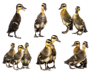 Wall Mural - cute ducklings isolated on a white background - collection