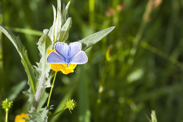 Wall Mural - common blue butterfly