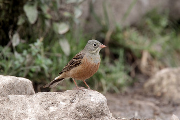 Sticker - Ortolan bunting, Emberiza hortulana,  male 