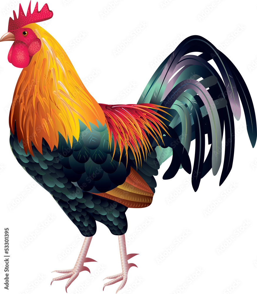 rooster photo-realistic vector - obrazy, fototapety, plakaty 