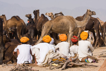 Wall Mural - Pushkar Camel Mela. Rajasthan, India.