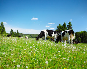 Wall Mural - Cows