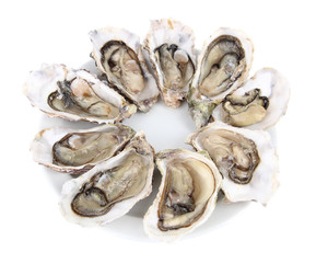 Oysters isolated on white