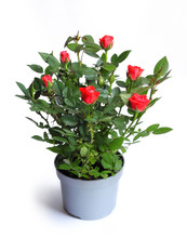 Miniature Rose In A Flower Pot